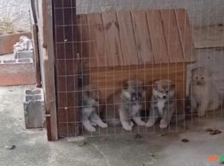 Filhotes de Akita Inu Saudáveis
