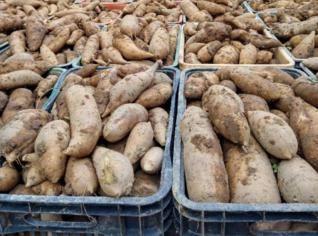 Batata Yacon Orgânica Natural - Saúde e Qualidade