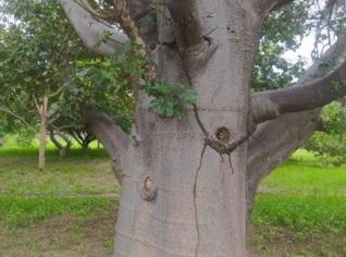 Muda de Baobá – O Gigante Africano