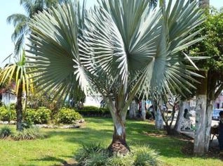 Muda de Palmeira Azul - Beleza Tropical