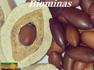 Castanha de Baru Crua e Torrada - Direto de MG