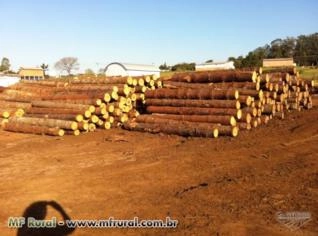 Compro Pinheiro Araucária em Pé - Xanxerê SC
