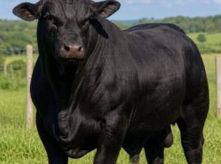 Touros Brangus para Venda em Viamão/RS