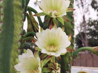 Sementes de Cereus jamacaru - Mandacaru