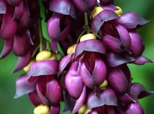 Sementes de Mucuna pruriens - 05 Unidades