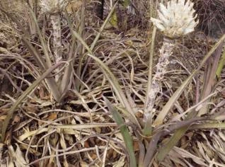 Sementes de Bromélia Interior - 25 Unidades
