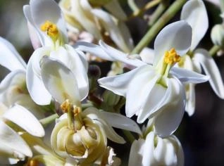 Sementes de Moringa oleifera - 15 Unidades