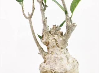 Fockea multiflora - Planta Suculenta