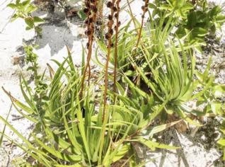 Sementes de Dyckia uleana - 30 Unidades