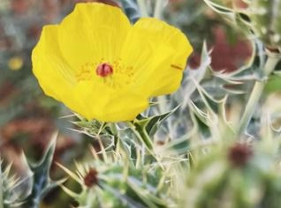 Sementes de Argemone Mexicana - Belezas para Seu Jardim