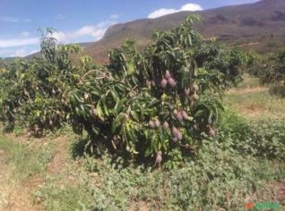 Venda de Manga - 2 mil pés em Marcolino Moura