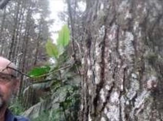 Pinus Mato - 25.000 Árvores em Corupá SC