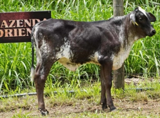 Genética Leiteira para Gir e Girolando