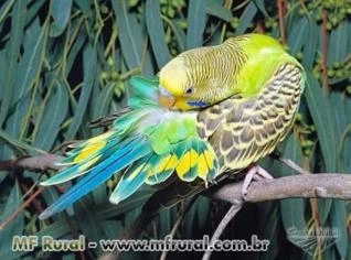 Periquitos Australianos Exóticos de Várias Cores