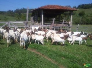 Cabras Boer - Reprodutores e Matrizes de Qualidade