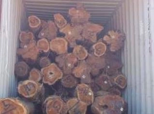 Compra de Madeira de Teca em Porto Velho - RO