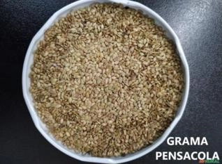 Semente de Grama Pensacola - Alta Resistência