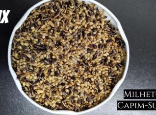 Mix Milheto e Capim Sudão para Forragem de Qualidade