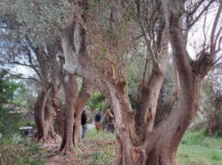 Oliveiras centenárias para seu projeto
