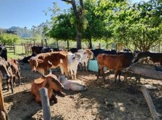Novilhas à venda em Mairiporã - 11 arrobas