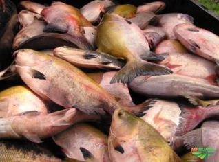 Pescados Frescos de Cativeiro: Tambaqui e Pintado