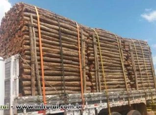 Estacas de sabia para plantio no Nordeste