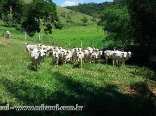 50 Vacas de Primeira Cria - Geração 2013/2014