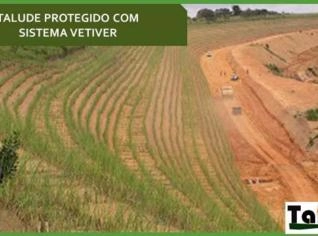 Mudas de Vetiver para Contenção e Erosão