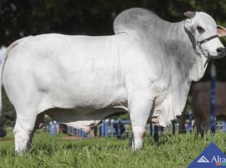 Sêmen Calibre FIV Camparino - Alta Consistência Genética