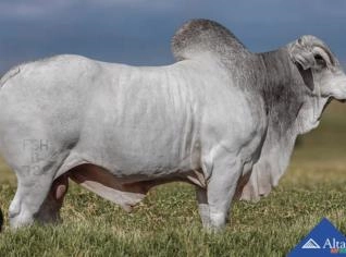 Sêmen Meteoro DP - Nelore Mocho PO