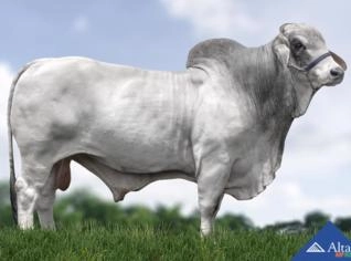 Sêmen CABR Orpheus 2445 - Brahman PO