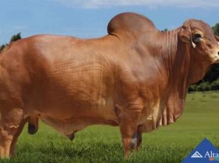 Sêmen Barolo EAO - Brahman Vermelho PO