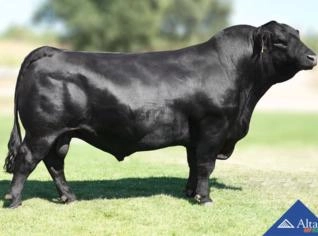 Sêmen Baldridge Fridge - Aberdeen Angus