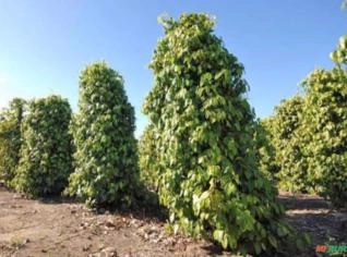Pimenta do Reino Premium - 1% Impureza