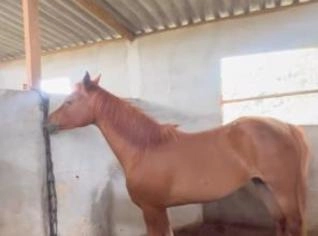 Potra Árabe Prenha à Venda em Bertioga - SP