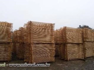 Madeira Pinus e Eucalipto para Exportação