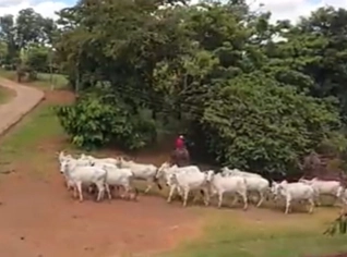 Fazenda Premium no Triângulo Mineiro, MG
