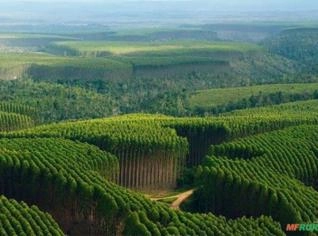 Compra Floresta de Eucalipto até 300 ha MG