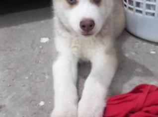 Filhote de Husky Siberiano com Olhos Azuis - Pedigree