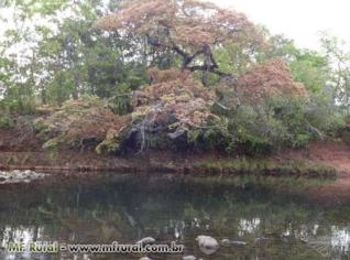 Fazenda com 30.000 Seringueiras em Mineiros - GO