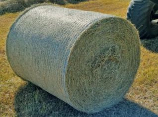 Pré Secado de Tifton em Bolas Plastificadas