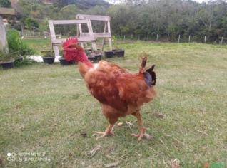 Galo Polaco Pescoço Pelado à Venda