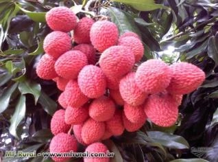 Lichia Fresca Unidade - Mimoso do Sul ES