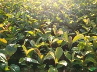 Mudas de Erva Mate Nativa com Garantia de Qualidade