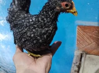 Galinha Caipira em São Paulo