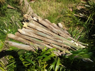 Palmito Pupunha In Natura - Frescor e Qualidade