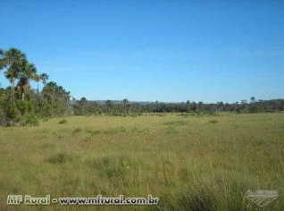 Investimento em Agricultura: Soja, Milho, Algodão e Girassol