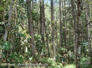 Floresta de Pinus Elliottis com 30 anos em Itatiaia