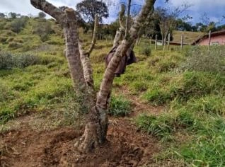 Oliveira Adulto para Venda