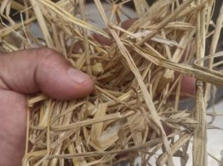 Feno de Azevém Seco em Campina Grande do Sul